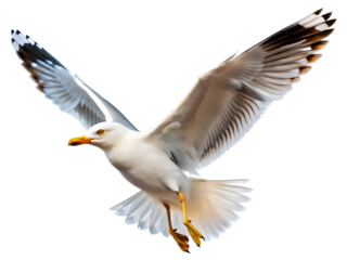 seagull isolated on white