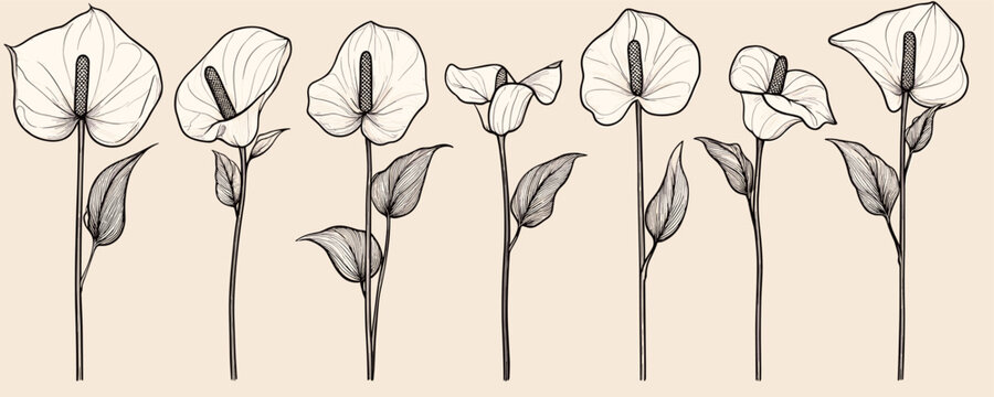 Monochrome flat anthurium icons set in linear style.