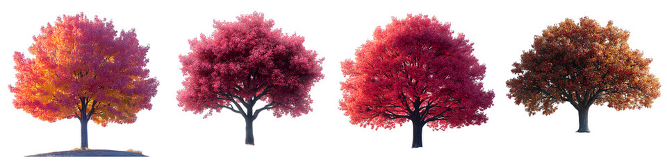 Autumn Trees with Vibrant Red and Orange Leaves - Isolated on Transparent Background
