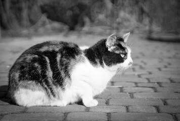 portret kota © Magdalena