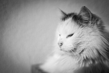 portret kota © Magdalena