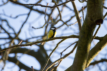 great tit parus major
