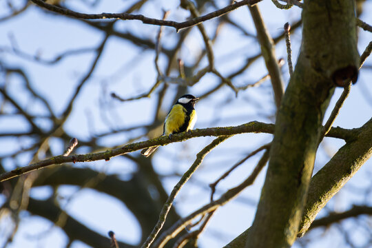 great tit parus major