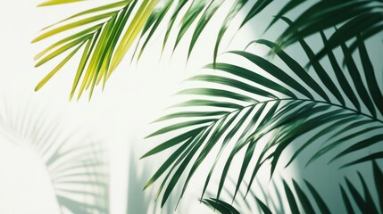 Lush green palm leaves casting soft shadows on a light background, creating a serene and tropical atmosphere.