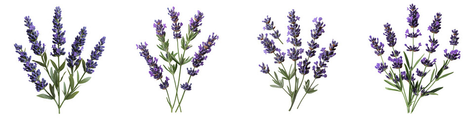 Lavender Flower Illustration | Aromatic Floral Clipart - Isolated on Transparent Background