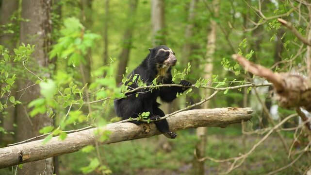 Spectacled bear sits on a branch and eats leaves