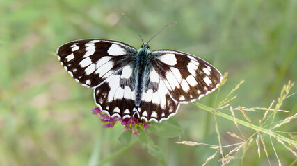 butterfly on a flower