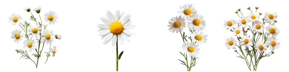 Chamomile Flower Stems &ndash; Delicate White Petals & Yellow Centers for Herbal Tea, Skincare & Natural Decoration &ndash; Isolated on Transparent Background