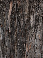 Close up of rough tree bark texture in prague stromovka park