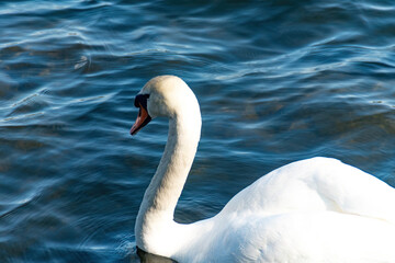 Swan swimming in the city of Stockholm, Sweden