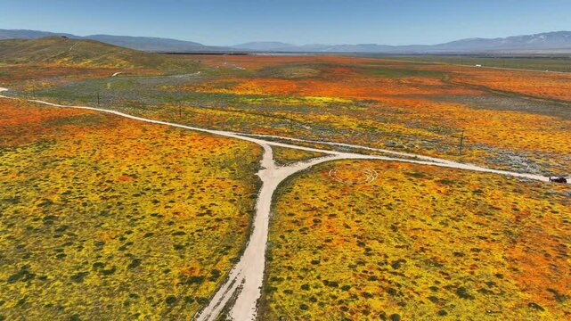 Poppy California Super Bloom Aerial Shot R Antelope Valley - Filmed outside of Poppy Reserve California USA