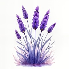 Naklejka premium Beautiful watercolor lavender flowers. Purple blossoms cluster together. Soft lavender plants in watercolor style. Floral design. Floral art. Lavender plant closeup. Spring flowers. Summer flowers.