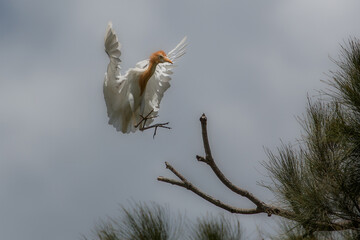 A Cattle Egret in breeding season plumage about to land in a tree