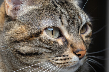 Portrait of a Tabby Cat Gazing Out with Intense Expression