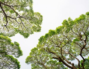 Fototapeta premium foreground tree branches on a white background