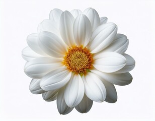 white flower isolated on white background cutout