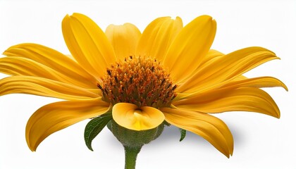 Obraz premium yellow flower isolated on white background cutout