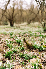 Snowdrops, Woodland, Spring: carpet of delicate wildflowers blooming in early spring forest.