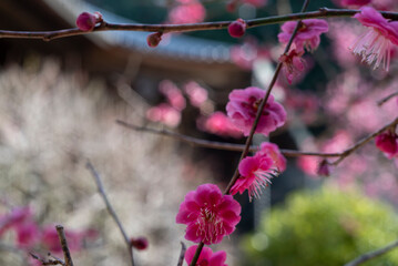 鎌倉2501　妙本寺4　紅梅