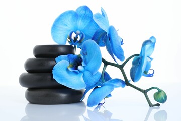 Beautiful blue orchid flowers and spa stones on mirror surface against white background