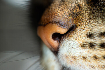 Close-Up of a Cat's Nose Highlighting Texture and Fur Details