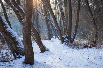 Forest path in the morning
