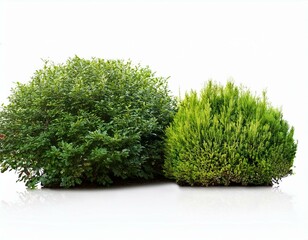 Fototapeta premium shrubs and bush on a white background