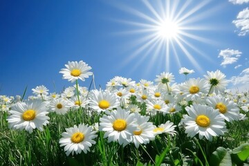 Daisies blooming brightly under a summer sun