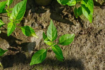Chili pepper seedlings top view