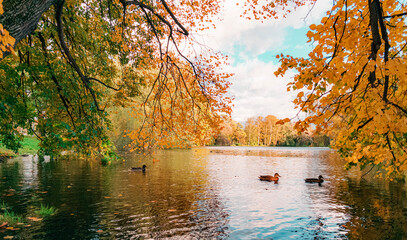 autumn landscape in the park By the pond