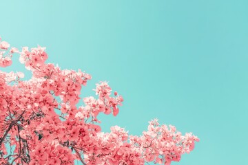 Fototapeta premium Pink Bougainvillea Blooms Against A Pastel Blue Sky