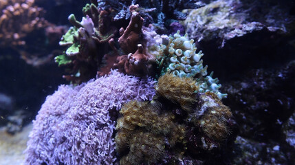 coral reef in aquarium