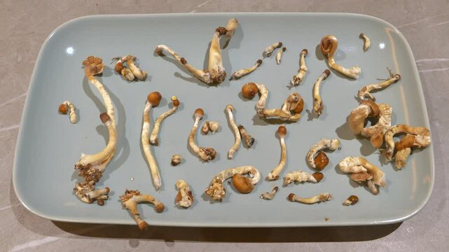 CLOSE UP: Meticulously arranged collection of picked magic mushrooms on a blue plate. Display of homegrown Psilocybe cubensis in a variety of sizes and shapes, hinting at their organic growth process.