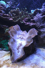 coral reef in aquarium 2