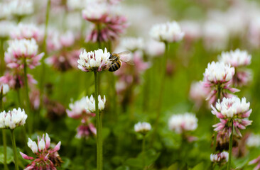 Different colored flowers for different uses