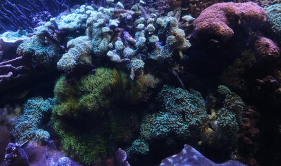 coral reef