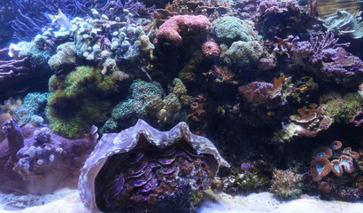 Coral reef 2