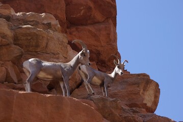 mountain goats on rock cliff