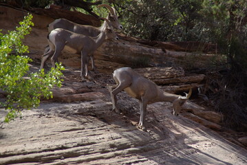 Mountain goats on rock