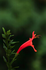 オレンジ色のヒメノウゼンカズラ