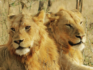 Lion brothers in the Kruger Park