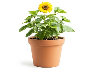 Obraz premium Cheerful Potted Sunflower Blooming in a Terra Cotta Container Displaying a Vibrant Yellow Blossom