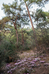 A path of blooming Cyclamen (violets) in a pine forest in Mediterranean autumn (looks like spring).