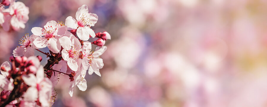 Banner with blooming spring tree with pink flowers
