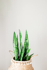 Green snake plant in woven basket with decorative fringe