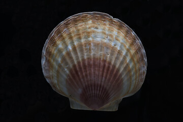 seashell 3