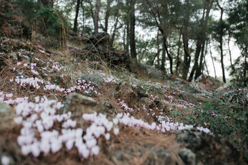 Blooming Cyclamen flowers on rock forest hills, Mediterranean area, Antalya, Turkiye. A breathtaking view of a forest hillside covered in delicate pink cyclamen flowers. Flower carpet in a Pine Forest