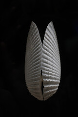 White sea shell