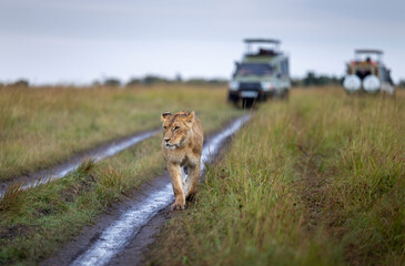 Lioness walks along safari path near vehicles in grassland © Budimir Jevtic