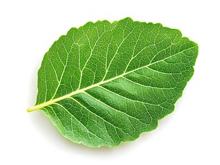 Green Leaf Details Botanical Study Bright Plant Foliage Close Up Examination Natural Organic Veins